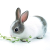 netherland dwarf bunny lifespan