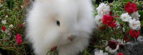 Know about Main Qualities of Lionhead Rabbits