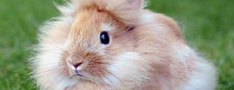 Dwarf LionHead Rabbit – A New Breed of Dwarf Rabbits