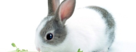 Dutch Dwarf Rabbit – A Popular Breed of Rabbits