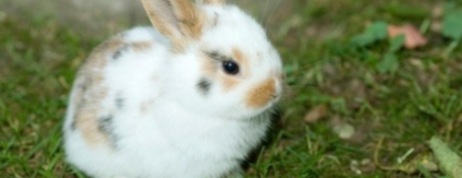 Cute dwarf rabbits for sale