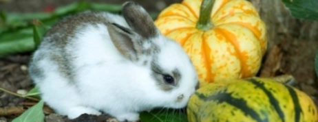 Dwarf Lionhead Rabbit for Sale – Buy your Favourite Pets