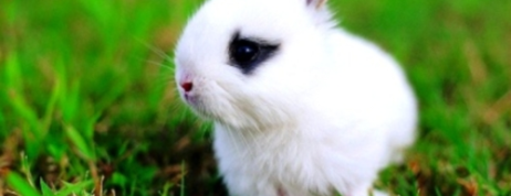 Dutch Rabbits for Sale – Valuable Information for Pet Lovers