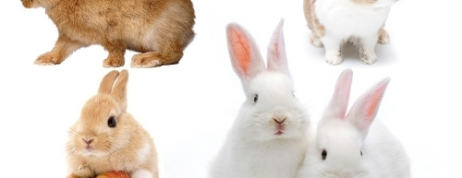 Know about Various Dwarf Rabbit Breeds