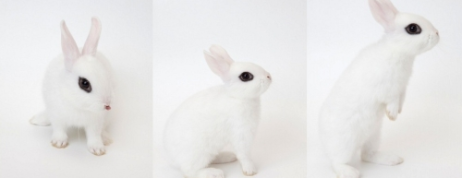 Getting to know dwarf hotot rabbit