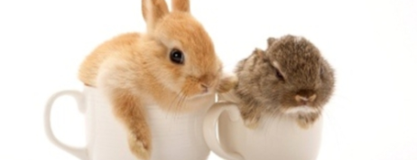Be Familiar with Popular Breeds of Rabbits
