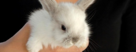 Know about Popular Breeds of Dutch Rabbits
