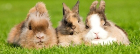 Importance of Dwarf Dutch Rabbit for Netherland