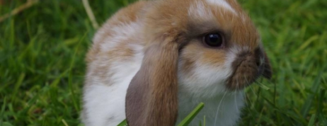 Rule on buying dwarf rabbits as pets