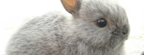 Seeking the netherland dwarf rabbit breeders