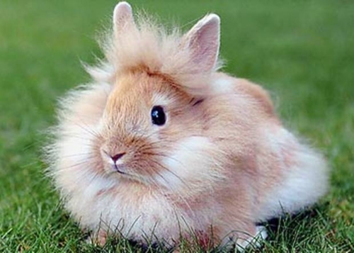 mini lionhead bunny