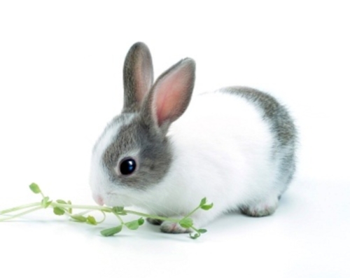 breeding dwarf rabbits