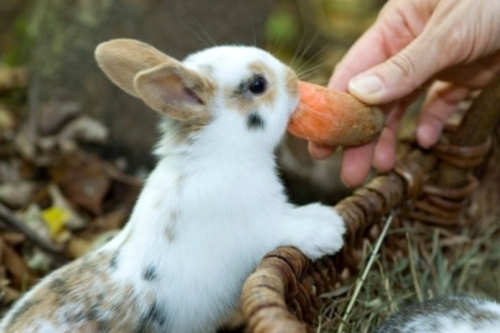 breeding dwarf rabbits