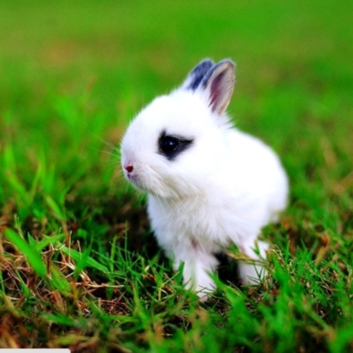 Dutch Rabbits for Sale – Valuable Information for Pet Lovers | Best ...