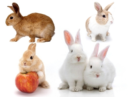 types of dwarf rabbits