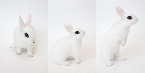 dwarf hotot rabbits