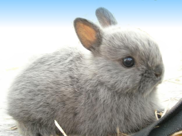 netherland dwarf bunny care